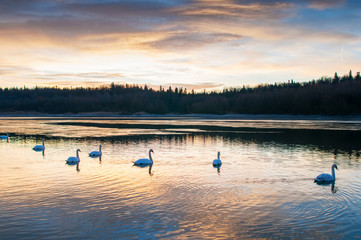 Naklejka premium white swans at sunrise under colorful sky