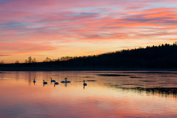 white swans at sunrise under colorful sky