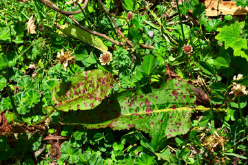 purple green variegated leaves lying in grass Huascarán National Park