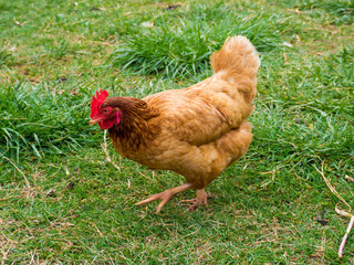 Rhode Island Red Chicken hen running in green and brown grass