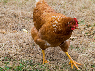Rhode Island Red Chicken hen running in green and brown grass