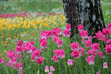 spring feeling, flowers in pastel colors