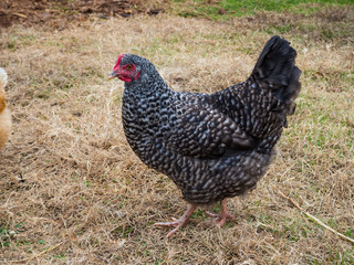 A close-up of a Plymouth Rock Chicken hen foraging in green and brown grass