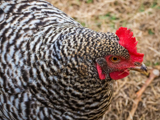 A close up of a Plymouth Rock Chicken head with a brood of hens in the background