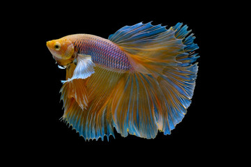 Isolated yellow Siamese fighting betta fish with different action of swim on dark background.