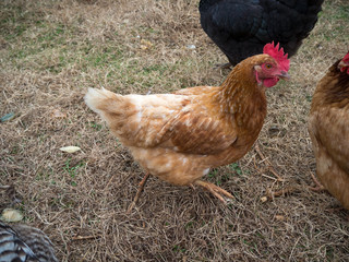 A Rhode Island Red Chicken hen with other chickens foraging in green and brown grass