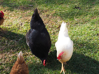 A Plymouth Rock Chicken hen and Longhorn hen with a brood of other chickens foraging in green and brown grass