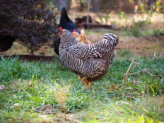 A Plymouth Rock Chicken hen with a brood of other chickens foraging in green and brown grass