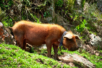 Pig tied up standing in grass in Huascarán National Park