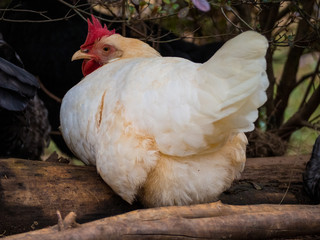 A Leghorn Chicken hen resting on wood under the branches of bushes