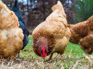 A Rhode Island Red Chicken hen with other chickens foraging in green and brown grass