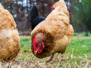 A closeup of Rhode Island Red Chicken hen head, with other hens in the background