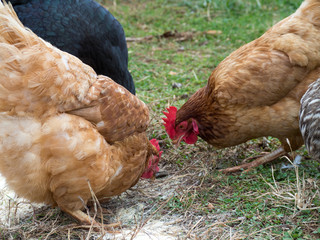 A brood of hens including Rhode Island Reds and Plymouth Rock chickens foraging for food in grass