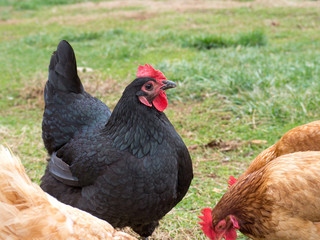 A Plymouth Rock Chicken hen with a brood of other chickens foraging in green and brown grass