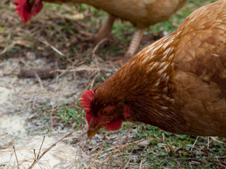 A close-up of Rhode Island Red Chicken hen foraging in green and brown grass