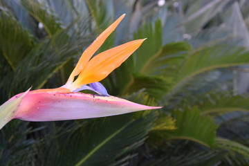 Orange blue pink exotic tropical flofers on green leaves background, in outdoor garden, paradize birds plant