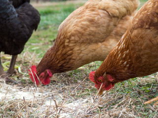 A Rhode Island Red Chicken hen with other chickens foraging in green and brown grass