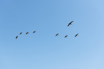 Brown Pelican flight in straight line formation, view from below over blue sky.