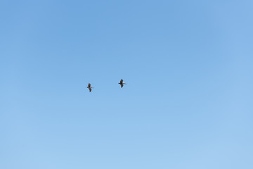 Two Brown Pelican flight in straight line formation, view from below over blue sky.
