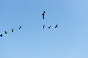 Brown Pelican flight in straight line formation, view from below over blue sky.