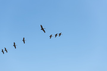 Brown Pelican flight in straight line formation, view from below over blue sky.