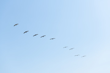 Brown Pelican flight in straight line formation, view from below over blue sky.