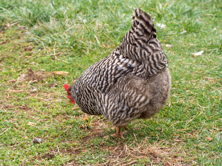 A Plymouth Rock Chicken hen foraging for food in green grass