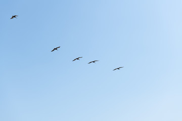 Brown Pelican flight in straight line formation, view from below over blue sky.