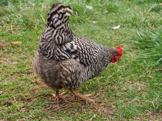 A Plymouth Rock Chicken hen foraging for food in green grass