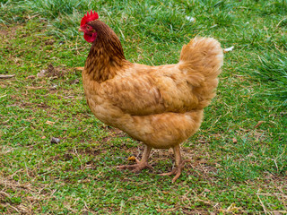 A closeup of Rhode Island Red Chicken hen head, with a green grass background 