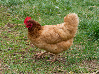 A closeup of Rhode Island Red Chicken hen head, with a green grass background 