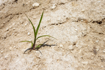 Lonely plant on clay dry soil.  Close-up Texture. Copy space