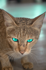 cat with danger eyes © Manan Patel