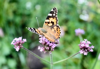 aglais urticae is looking for nectar