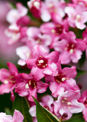 Fototapeta na wymiar Beautiful pink and white flowers of Weigela japonica in spring garden. Selective soft focus.