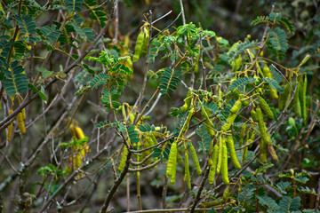 Astragalus with beans growing in Huascarán National Park