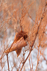 Two Leaves in the Dead of Winter