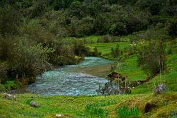Landscape of a green creek in Huascarán National Park
