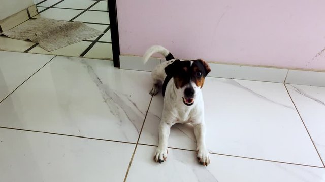 Cachorro perro Jack Russell Terrier