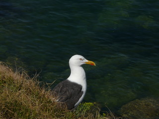 Une mouette sur l'île de Ouessant