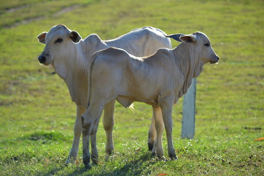 Bezerros em fazenda no Pantanal Mato-grossense