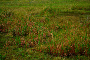 Landscape of a green area with ichu grass in Huascarán National Park