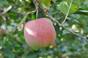 Apples ripen on the tree branch