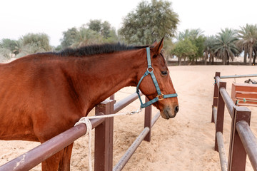 Stall with thoroughbred Arab horses near an ancient village in the desert Sands.