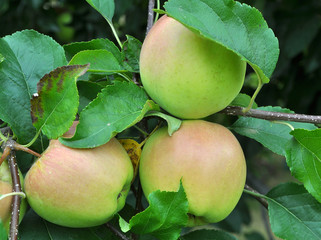 Apples ripen on the tree branch