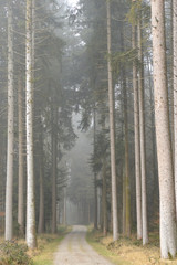 Fototapeta premium chemin de randonnée dans les bois