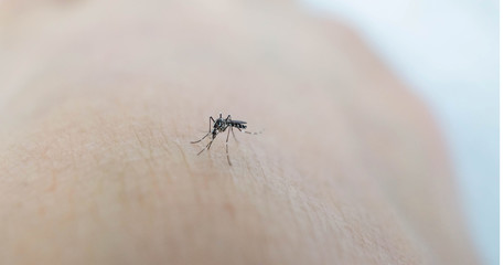 Mosquito sucking blood on human skin cause sick, Malaria,Dengue,Chikungunya,Mayaro fever,Dangerous Zica virus,influenza,Zika virus