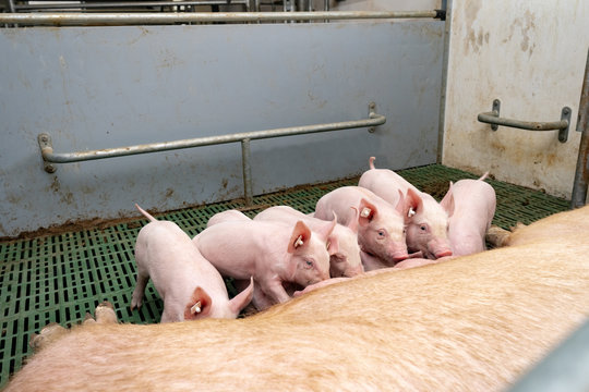 Schweinezucht - Ferkel liegen am Gesäuge der Muttersau
