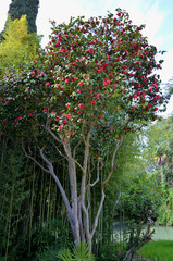 Fototapeta na wymiar japanese camellia beautiful red flowers in the Japanese garden 
