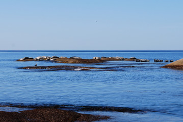 Bed of seals on a beautiful rocky seashore. Flock of sea lions. Marine reserve in the Pacific ocean. Sea mammals. Rocks in a bay. 